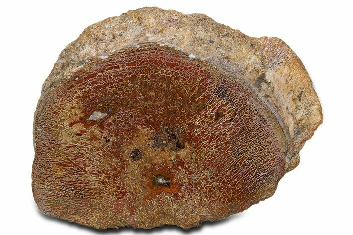 Cut Agatized Dinosaur Bone (Gembone) Vertebra - New Mexico #340064